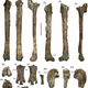 Image for article titled Nah or Aww? Human-Size Penguins Once Waddled Across New Zealand